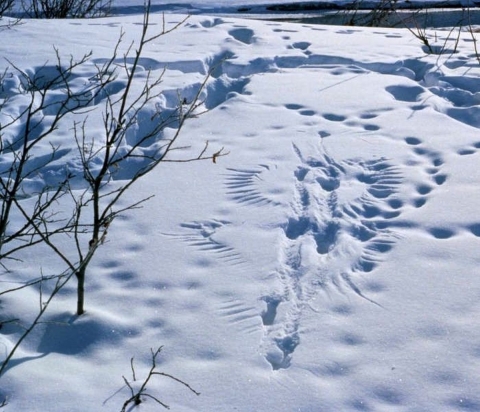 Animal and human prints in snow at Arctic National Wildlife Refuge.