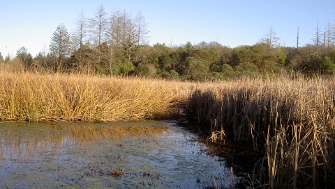 A wetland with thick cattails in the foreground giving way to trees and shrubs in the background.