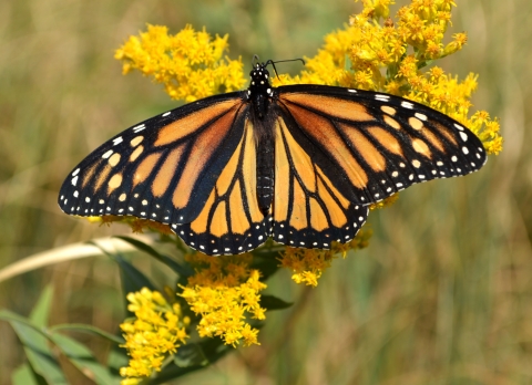 Monarch butterfly on blooming goldenrod
