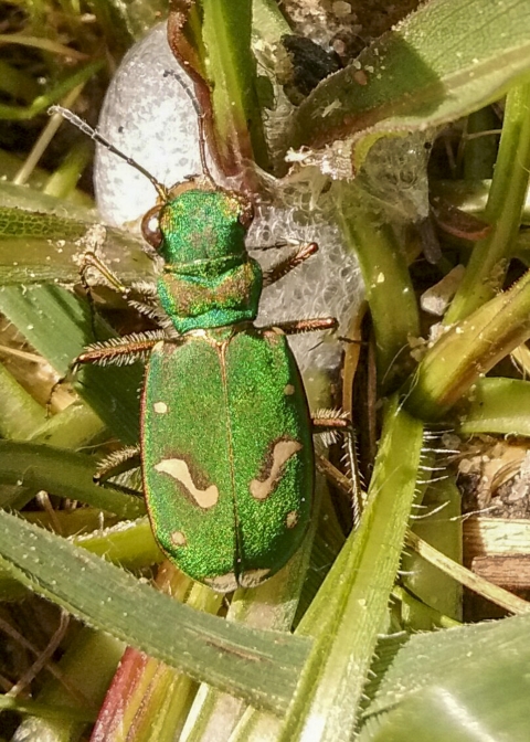 A close up of a shiny green beetle