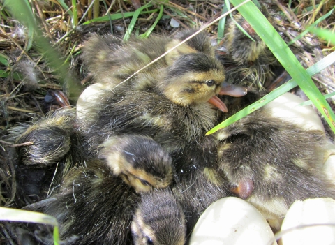 Several fluffy gray-and-yellow ducklings crowded on top of one another next to three white eggs