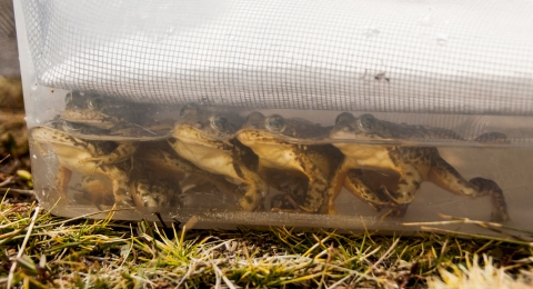 Mountain yellow-legged frogs rest in a plastic bin filled part way up with a solution that destroys a deadly fungus.