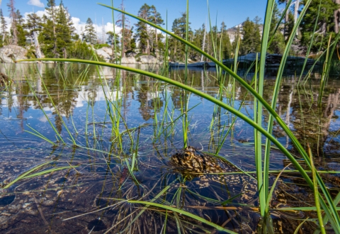 a black and yellow mountain yellow-legged frog sits still in a clear mountain lake surrounded by pine trees