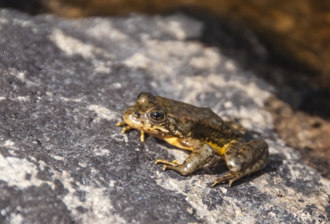 an emaciated mountain yellow legged frog sits on a rock