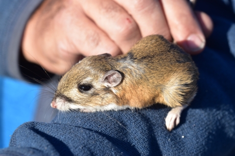 closeup of a brown rat sitting on person's knee