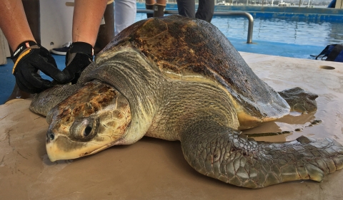 Sea Turtle release