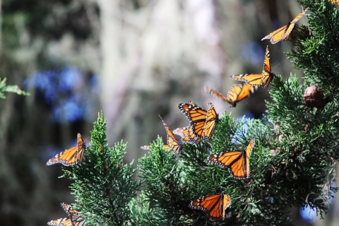 Monarch butterflies sunning themselves on a tree