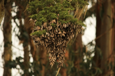 A cluster of overwintering monarch butterflies rest on trees in California