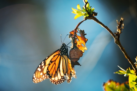 A monarch butterfly in the sun