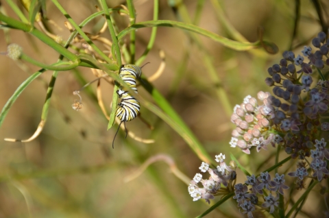 A monarch caterpillar crawls along a milkweed plant