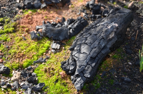 Close up of charred wood on ground surrounded by smaller pieces of charred wood. Green plants begin to grow nearby.
