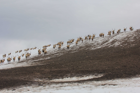 A herd of elk moves up a slope that is partly covered in snow.
