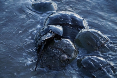 Horseshoe crabs -- with round hard armour-like shells -- mate in shallow water along the Delaware shore. 