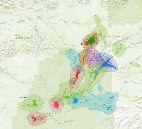 A map shows the movement of 12 radio-collared lynx at Kanuti National Wildlife Refuge in Alaska in spring 2018.