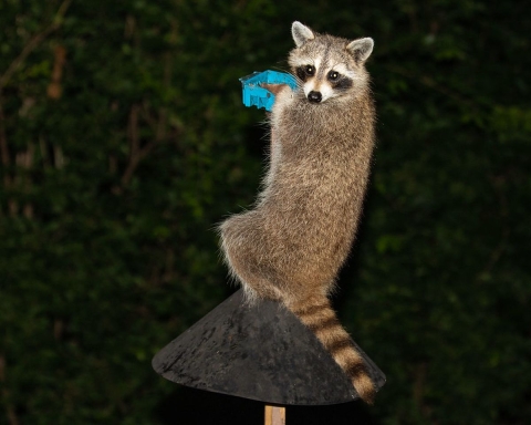 A raccoon hangs from a bird feeder and looks at camera.