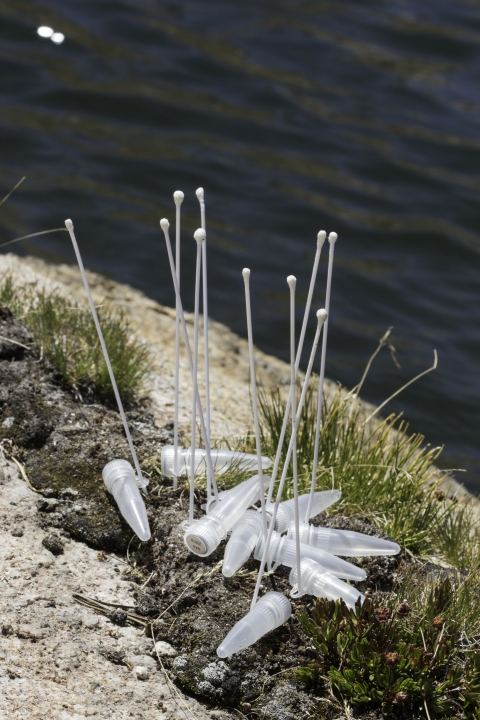 cotton swabs poke out of the ground near a lake