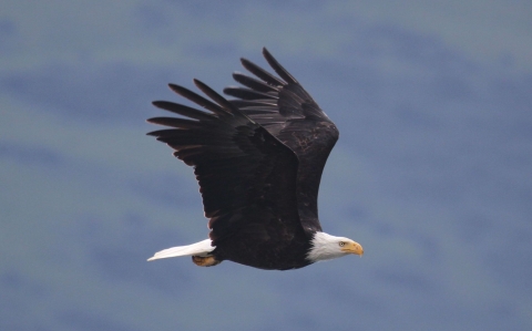 A large bird with black-brown body, white head and tail and hooked yellow beak and talons soaring in the sky