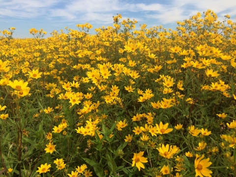 Scores of yellow flowers in bloom in a field