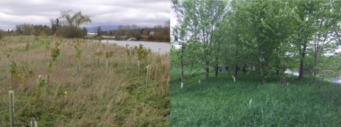 Newly planted trees at a riparian restoration project on left side of the image from 2005 and the same location with 15 foot tall established trees 12 years later in 2017.