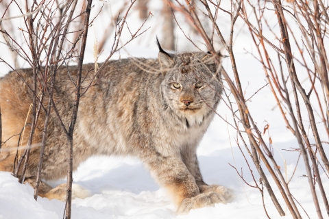 A tawny wildcat called a Canada lynx stands in the snow at Tetlin National Wildlife Refuge in Alaska.