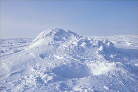 A hole into an empty polar bear den in the snow, with bear tracks leading away, showing 