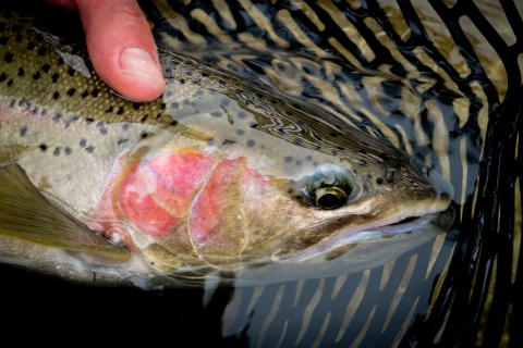 Closeup of head of steelhead in breeding colors, caught in net.