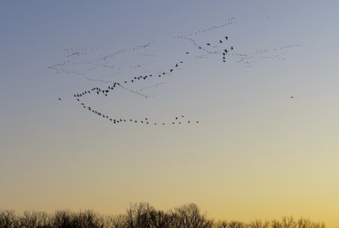 Several skeins of geese flying in V formations in a blue-orange sky