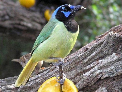 A close-up of a small bird with a lime green body and a black-and-light-blue head perched on a log eating citrus fruit