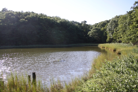 Forest and marsh surround a brackish pond