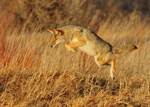 A tan-colored coyote in mid-leap about to pounce on prey of some sort in brown grassland