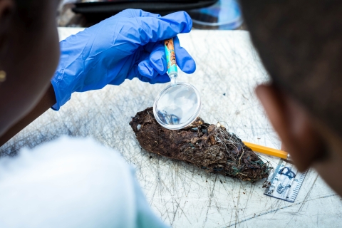 Students wearing blue disposable gloves use a magnifying glass to examine an albatross bolus--a brown mass of indigestible contents from the bird's gut-- before dissecting it. 