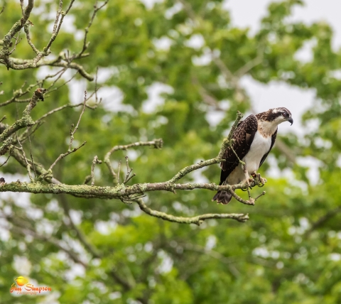 Osprey perches at the end of a dead branch