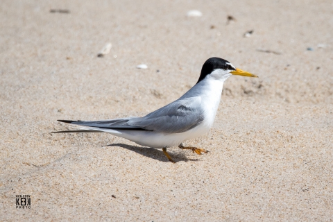 A least tern stands on the beach