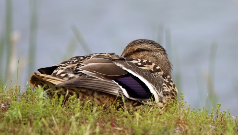 A female mallard tucks her bill into her wing