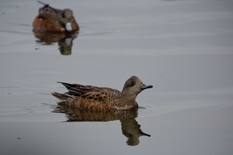 A brown duck stretches its neck atop gray waters