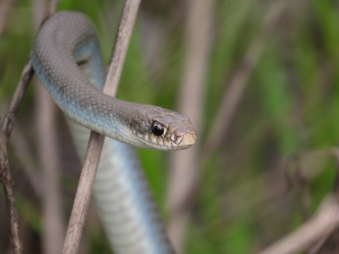 A think silver-gray snake with black eyes slithering right toward the camera 