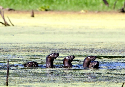 Four river otters lined up in a row treading water in a marsh -- with just their heads above the water's surface