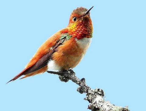 A small orange-brown-red-and-white bird perched on a branch
