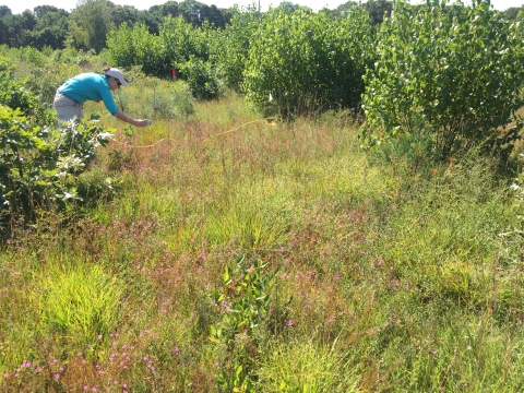 Refuge biologist surveys sandplain gerardia at the Sayville Unit
