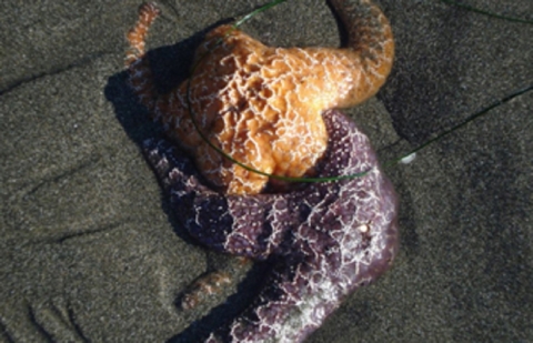 Two sea stars entwined