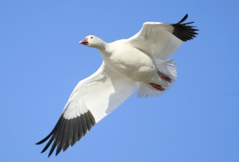 A plump white goose with black tips on its outstretched wings and a pink-ish beak and feet prepares to land