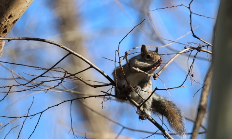 A squirrel balancing on a thin branch and eating small red berries.