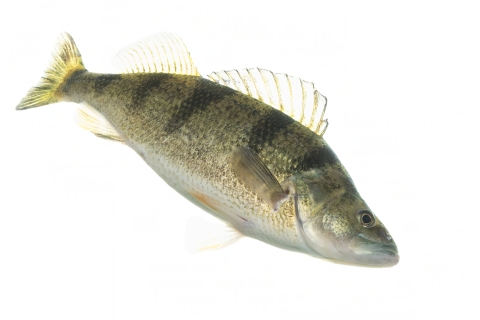A fish with dark vertical stripes along its body swimming against a white background.