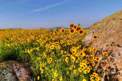 A great number of yellow and red flowers, called coreopsis, crowds between rocks at Wichita Mountains Wildlife Refuge.