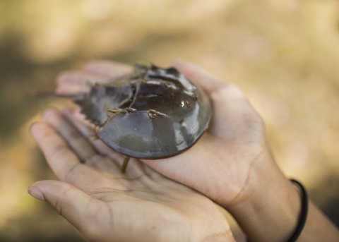 Students hold juvenile horseshoe crab