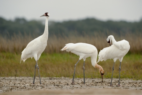 Three large white whooping cranes feed on the mudflats of their wintering grounds at Aransas National Wildlife Refuge in Texas.