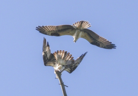 Two white and grey birds flying.