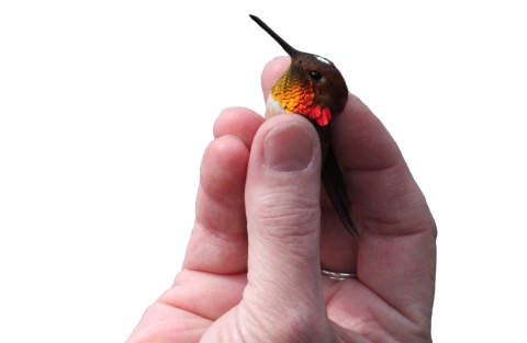 a humming bird with a bright orange throat held in a human's hand