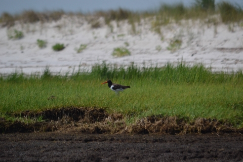 bird with long orange beak on grass by edge of water