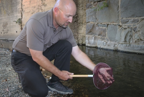 A man kneeling with a net with small lampreys